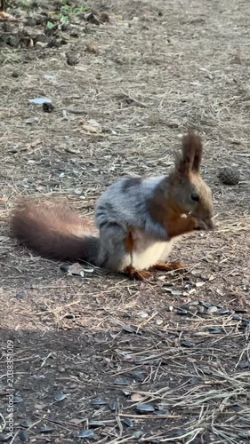 A red squirrel, molting, sits in a pine forest, picking something from the ground and feeding. Vertical 4K footage