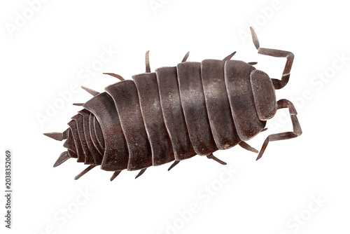 Obraz na płótnie Grungy illustration of a rough woodlouse (Porcellio scaber) in watercolor style