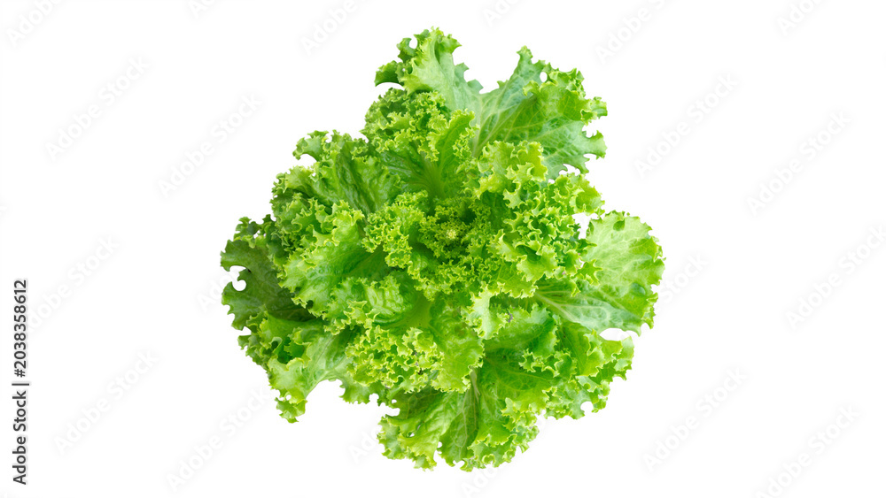 Obraz premium Fresh green lettuce head isolated on white background, macro photography of organic curly lettuce vegetable for healthy diet salad
