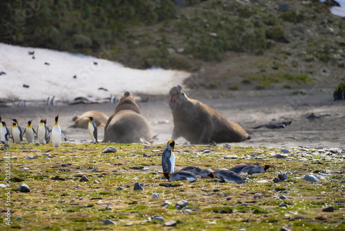 Canvas-taulu Elephant seals fight on South Georgia beach with king penguins colony resting in foreground