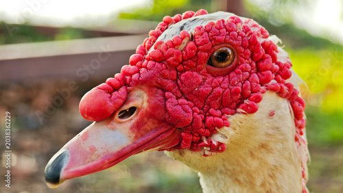 Foto Muscovy duck with distinctive red facial features against