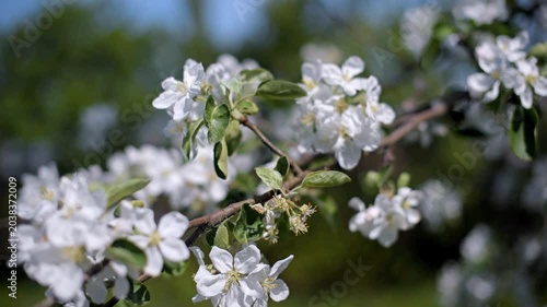 appletree blossom branch in the garden in spring
