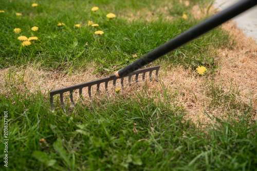Billede på lærred Treatment of a dried area of the lawn with a rake
