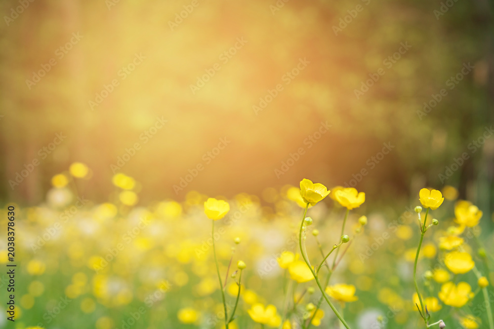 Obraz premium Soft focus meadow filled with yellow buttercup flowers and dark forest background.