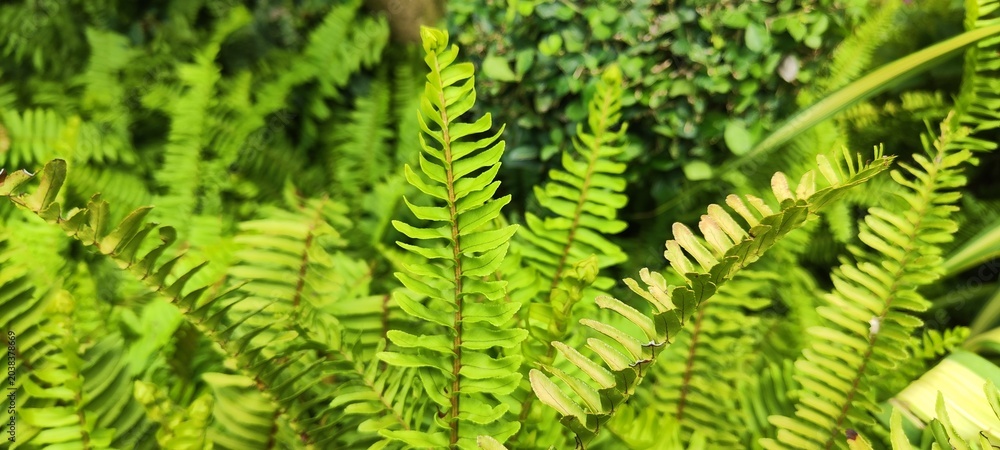 Fototapeta premium green fern leaves