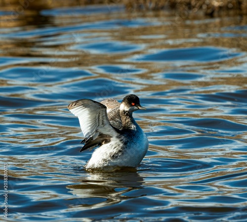 Fotografie Black-necked Grebe spreading its wings gracefully across the water