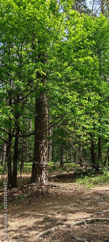 Fototapeta premium Forest with trees on a summer day, forest path.