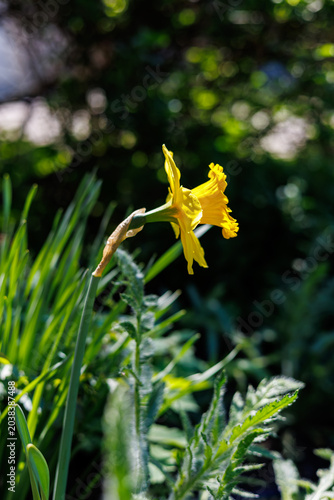 Close-up of a vibrant yellow daffodil flower in a spring garden with a brick house background