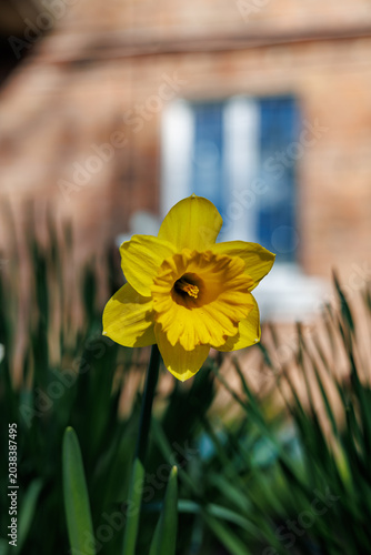 Close-up of a vibrant yellow daffodil flower in a spring garden with a brick house background