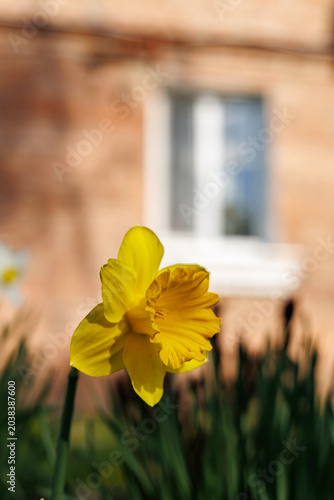 Close-up of a vibrant yellow daffodil flower in a spring garden with a brick house background