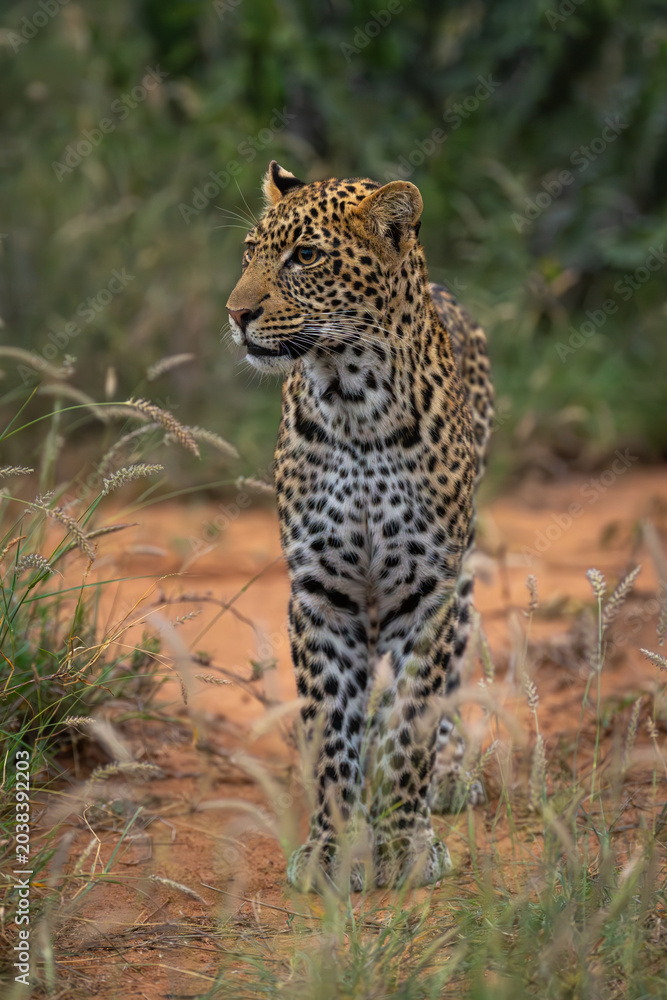 Naklejka premium Male leopard cub stands in tall grass