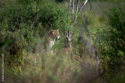 Photography Male leopard sits looking out from bushes