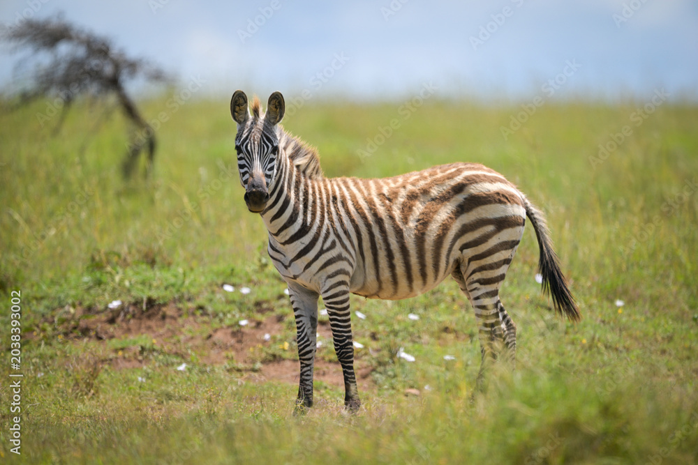 Obraz premium Plains zebra foal stands turning towards camera