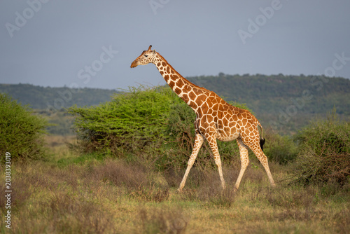 Canvas Print Reticulated giraffe walks past bushes in sunshine