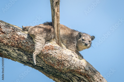 Rock hyrax under blue sky in tree
