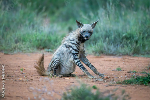 Valokuva Striped hyena sits grimacing on bare earth