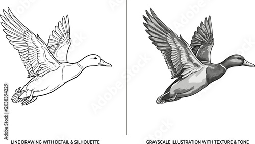 Flying duck illustration comparison featuring detailed line art sketch and realistic grayscale wildlife rendering with feather texture and shading