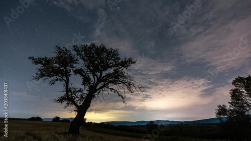 Lone tree silhouetted against a starry night sky with wispy clouds