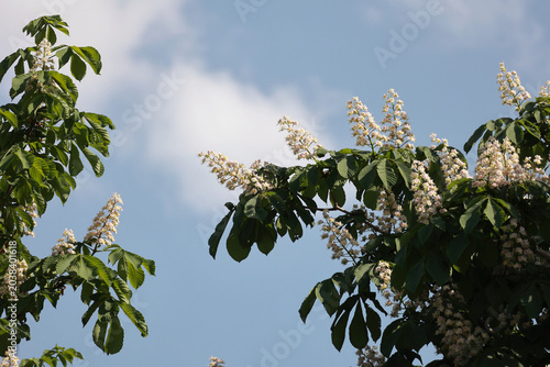 Bild auf Leinwand Blooming horse chestnut tree branches with white flowers