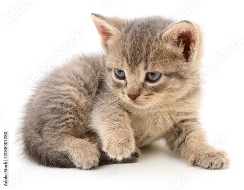 Small Gray Kitten Isolated on White Background