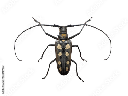 Obraz na plátne Batocera roylei longhorn beetle macro isolated on white background