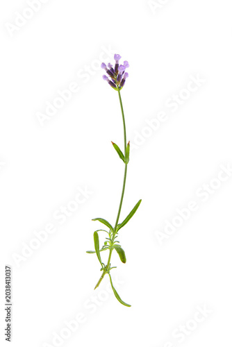 botanical morphology of lavender flower isolated on a white background, Lavandula angustifolia