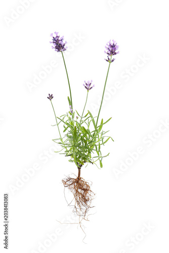 botanical morphology of lavender flower isolated on a white background, Lavandula angustifolia