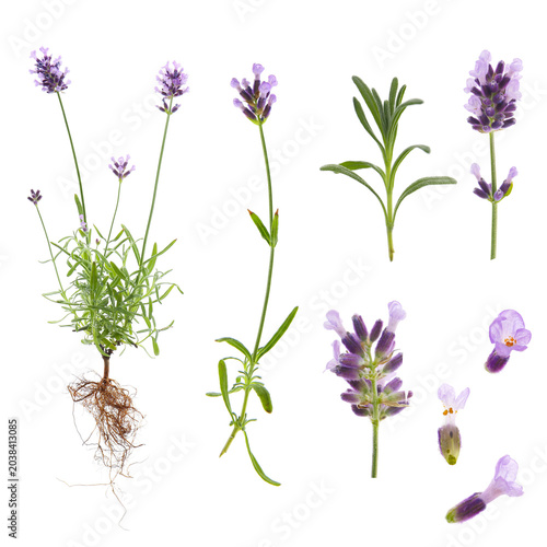 botanical morphology of lavender flower isolated on a white background, Lavandula angustifolia
