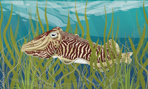 Cuttlefish vector illustration. Common cuttlefish character swimming underwater among sea grass. Sepia officinalis marine wildlife background for ocean biology template or seafood menu design