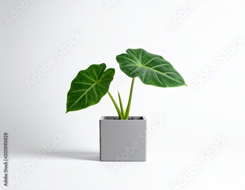 Elegant houseplant in a cube pot against white backdrop