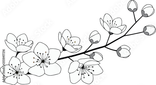 flowering branch with buds and open blooms line art vector illustration on transparent background