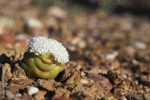 Konstfotografi The button Crassula (Crassula columnaris) is a peculiar succulent plant from the Little Karoo region, South Africa