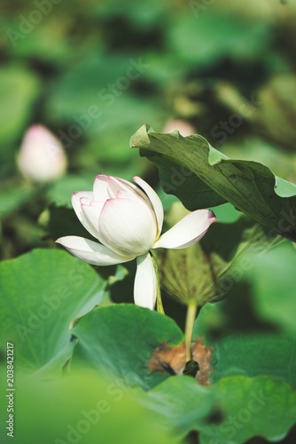 Lotus 