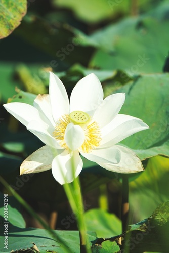 Lotus 