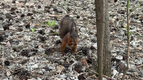 A red squirrel digs through the undergrowth and eats in a pine forest. 4K footage