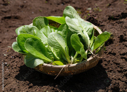 Freshly thinned salad greens and baby leaves harvested in a basket from a kitchen garden.