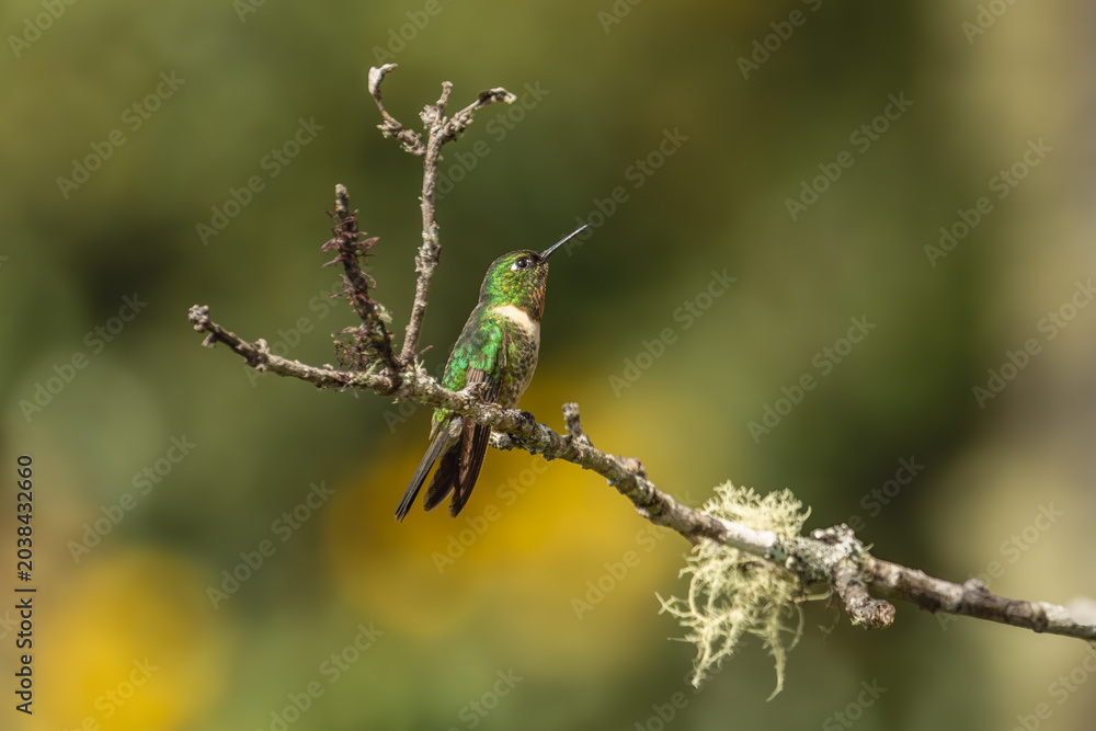 Obraz premium Sparkling violetear (Colibri coruscans) Ecuador