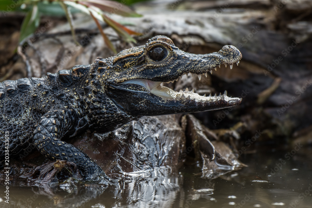 Fototapeta premium Close-up of a caiman with its mouth open in murky water revealing sharp teeth alligator wildlife