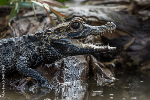 Fotografi Close-up of a caiman with its mouth open in murky water revealing sharp teeth al