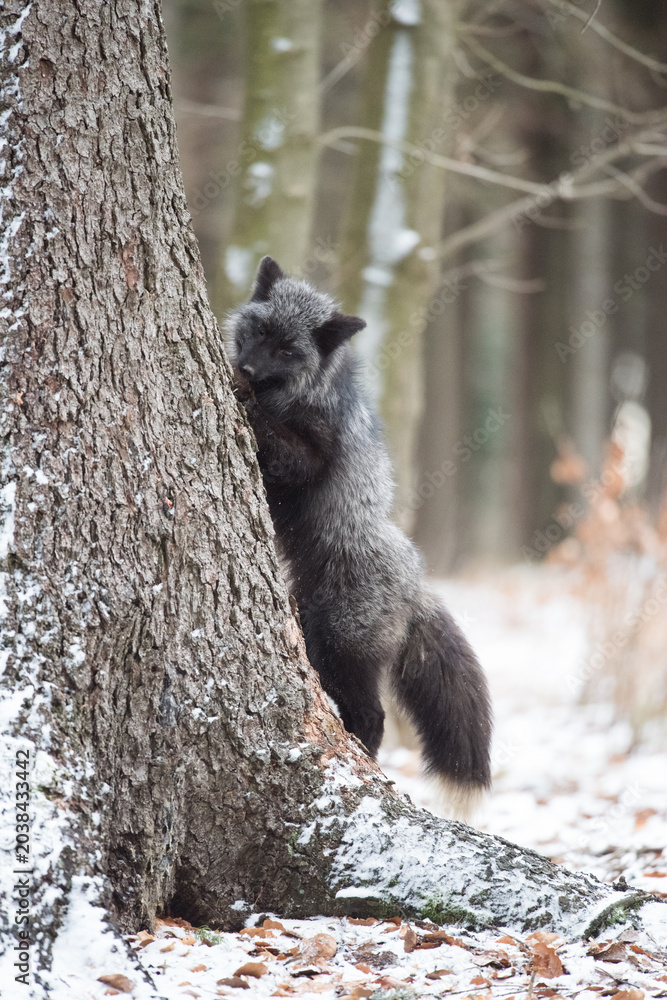 Naklejka premium Silver fox standing in snowy forest landscape with wildlife outdoors predator standing environment