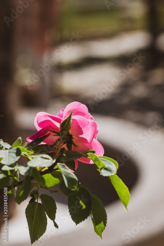 Una rosa con sullo sfondo una stradina in un giardino di primavera 
