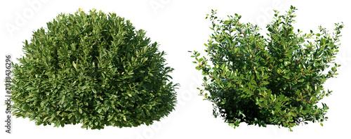 Fotografi A collection of lush green shrubs and ornamental bushes isolated on a png background