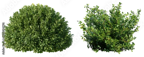 Panel kuchenny z motywem A collection of lush green shrubs and ornamental bushes isolated on a png background. The image features different types of dense foliage, flowering bushes, and natural greenery