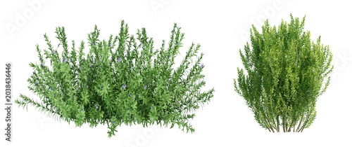 Foto A collection of lush green shrubs and ornamental bushes isolated on a png background