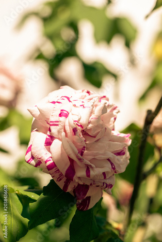 Primo piano di rosa Bourbon bianca e fucsia in un verde giardino di primavera 