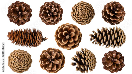 Foto Collection of Brown Pine Cones Various Shapes and Sizes