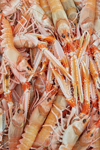 Fresh langoustines seafood background close up full frame