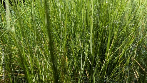 Cuadro en lienzo Woven Blades Capture Wild Field