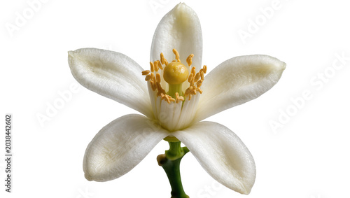 Cuadro en lienzo White citrus blossom with yellow stamen and green stem