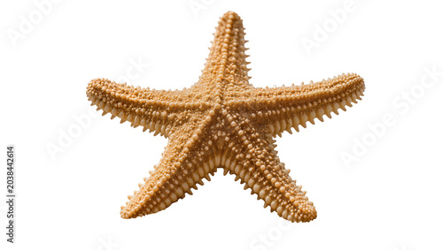 Foto Brown starfish with five arms and textured surface